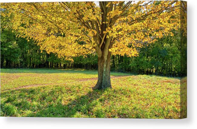 Autumn Canvas Print featuring the photograph Autumn Tree And Shadows In The Park by Gary Slawsky