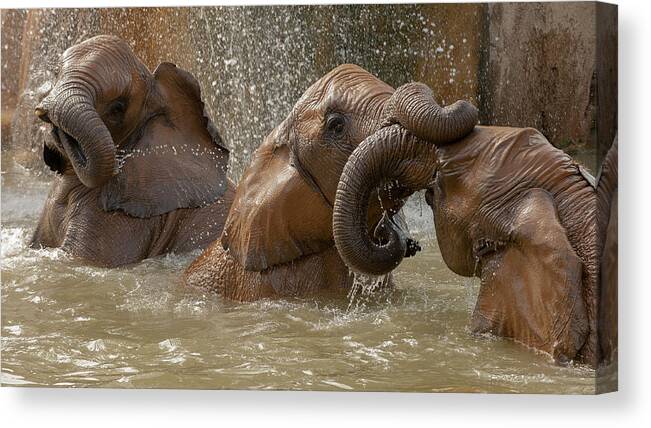 Elephant Canvas Print featuring the photograph Bath Time Play by Marc Pelissier