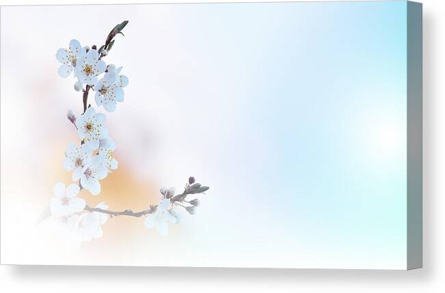 Abstractnature Canvas Print featuring the photograph Beautiful Spring Nature Cherry Blossom by Juliana Nan