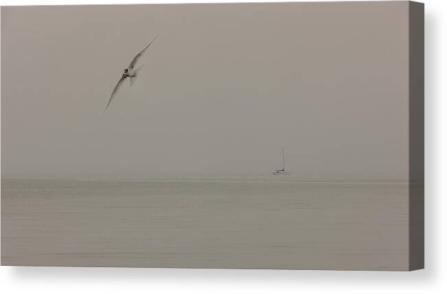 Bird Canvas Print featuring the photograph Bird And The Mist by Richard Kam