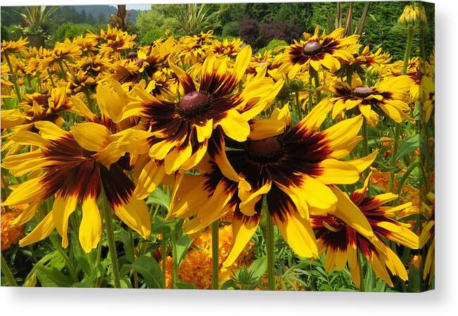 View Canvas Print featuring the photograph Black-Eyed Susan In Your Face by Joan Stratton