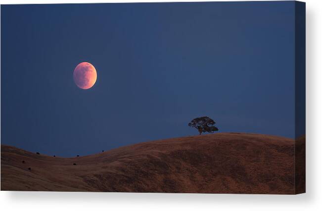 Moon Canvas Print featuring the photograph Blood Moon 2022 by Aidong Ning