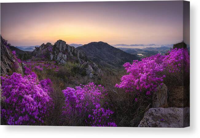 Fog Canvas Print featuring the photograph Blossom On The Mountain Top by Tiger Seo