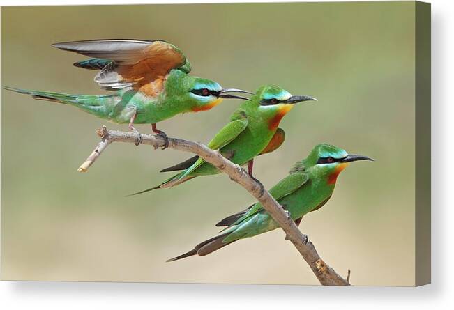 Blue Cheeked Bee-eater Canvas Print featuring the photograph Blue Checked Bee Eaters by Sulqatar@yahoo.com