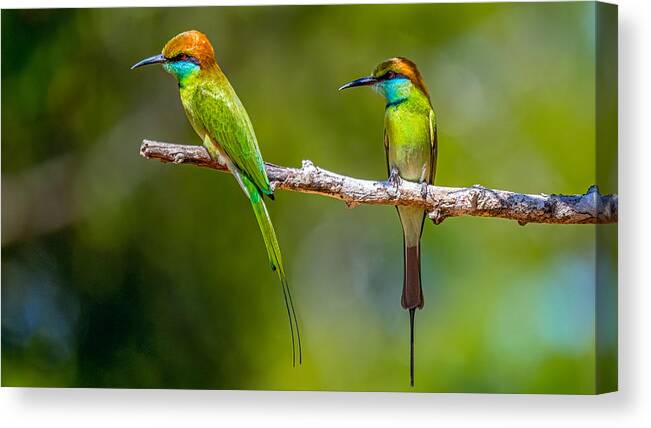 Sri-lanka Canvas Print featuring the photograph Blue-tailed Bee-eater by Henk Goossens