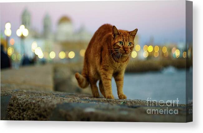 Vacation Canvas Print featuring the photograph Brown Cat and Cathedral by the Sea Cadiz Spain by Pablo Avanzini