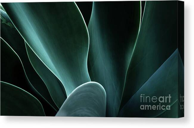 Agave Canvas Print featuring the photograph Close-up Of An Agave Plant, America, Usa by Shutterjack
