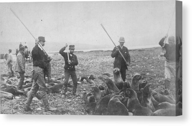 Killing Canvas Print featuring the photograph Clubbing Seals by Hulton Archive