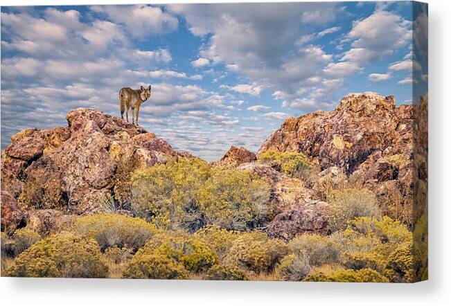 Coyote Canvas Print featuring the photograph Coyote on the Rocks by Rick Mosher
