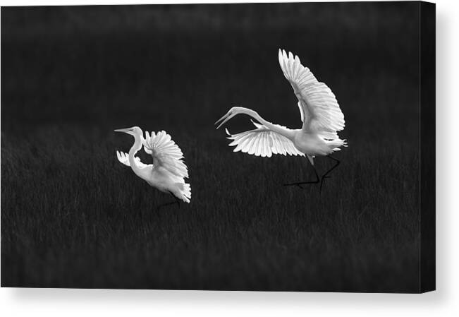 Wild Canvas Print featuring the photograph Dad And Kid by Xiaobing Tian