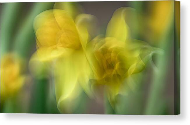 Icm Canvas Print featuring the photograph Daffodils by Roswitha Stelzer