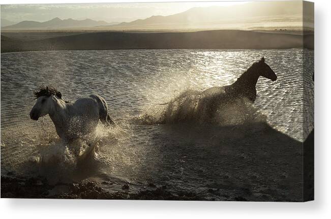 Horse Canvas Print featuring the photograph Desert Water Stallions by Kent Keller