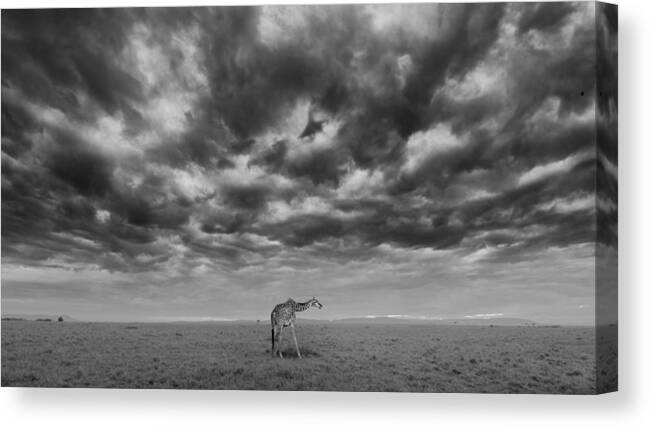 Sunrise Canvas Print featuring the photograph Early Morning At Masai Mara National Reserve by Sheila Xu