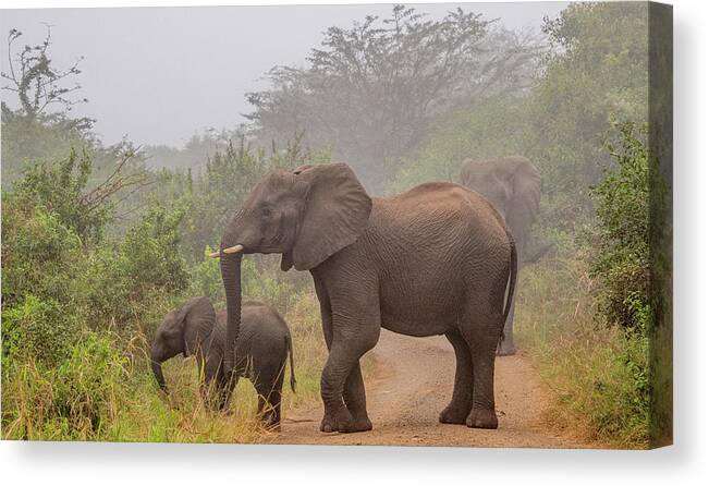 Hluhluwe-imfolozi Park Canvas Print featuring the photograph Early Morning Elephants by Marcy Wielfaert