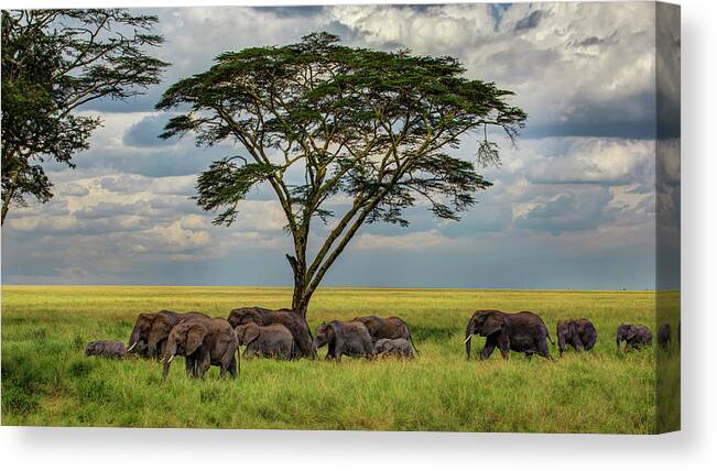 Grass Canvas Print featuring the photograph Elephants Heading For The Waterhole by Photo By Terje Grimsgaard