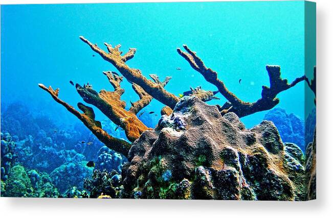 Elkhorn Coral Canvas Print featuring the photograph Elkhorn by Climate Change VI - Sales