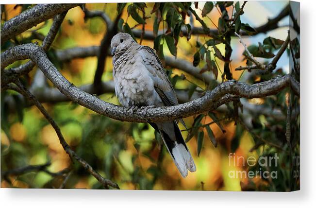 Standing Canvas Print featuring the photograph Eurasian Collared Dove by Pablo Avanzini