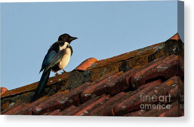 Colorful Canvas Print featuring the photograph Eurasian Magpie Pica Pica on Tiled Roof by Pablo Avanzini