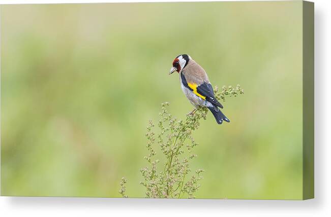 Animal Canvas Print featuring the photograph European Goldfinch by Alberti Patrick