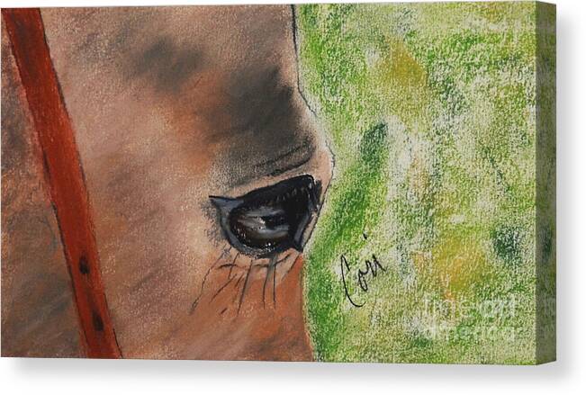Horse Canvas Print featuring the drawing Eye To Eye by Cori Solomon
