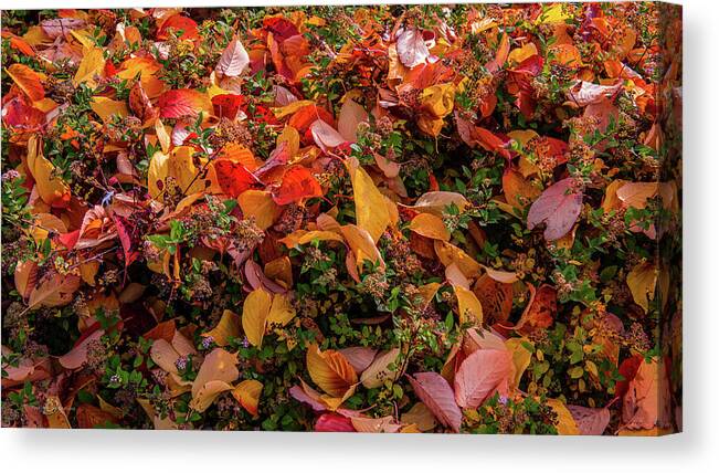 Fallen Leaves Canvas Print featuring the photograph Fallen colourful leaves in autumn by Torbjorn Swenelius