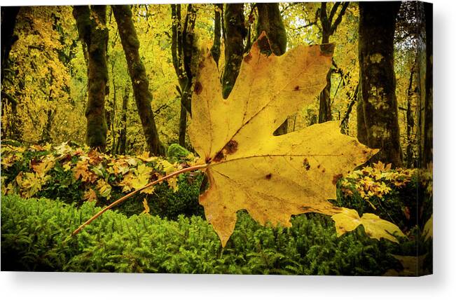 Leaf Canvas Print featuring the photograph Fallen Leaf by Jean Noren