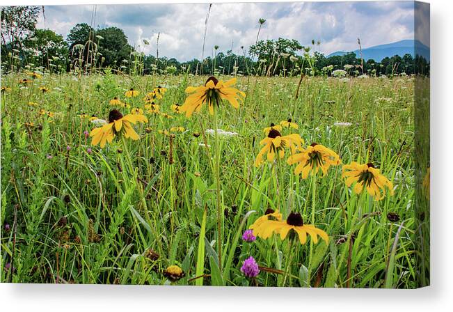 Clover Canvas Print featuring the photograph Flowers of the Field, Cades Cove by Marcy Wielfaert