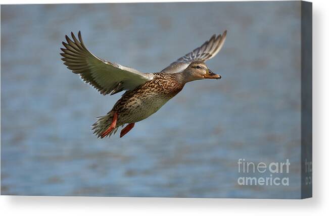 Ducks Canvas Print featuring the photograph Fly-By by Robert WK Clark