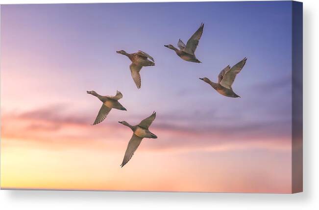 Surreal Canvas Print featuring the photograph Formation Flying by Samir Sachdeva