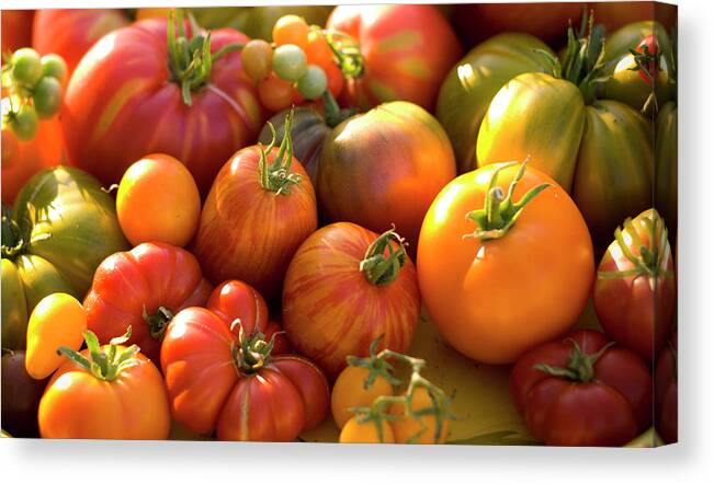 Season Canvas Print featuring the photograph Fresh Heirloom Tomatoes Homegrown by Funwithfood