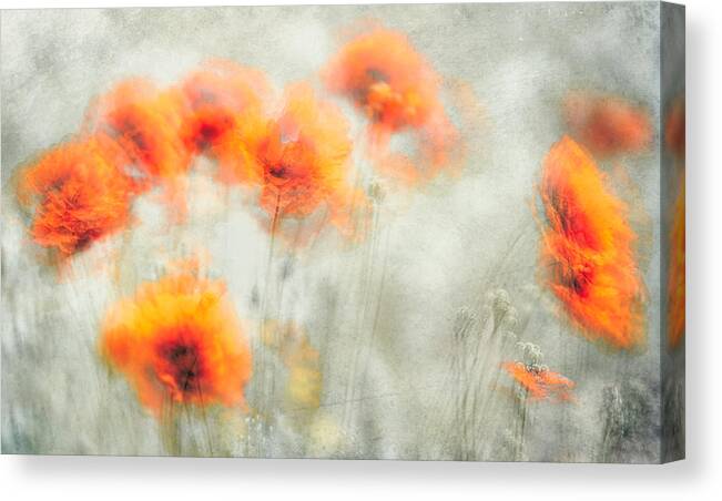 Flower Canvas Print featuring the photograph Gently Swaying In The Breeze by Majid Behzad