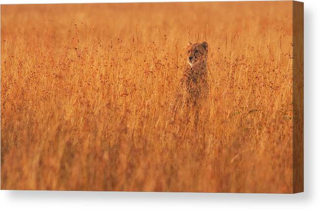 Wildlife Canvas Print featuring the photograph Golden Boy by Mohammed Alnaser