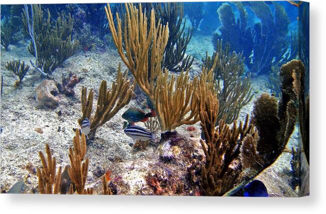 Gorgonian Coral Canvas Print featuring the photograph Gorgonian Parrotfish by Climate Change VI - Sales