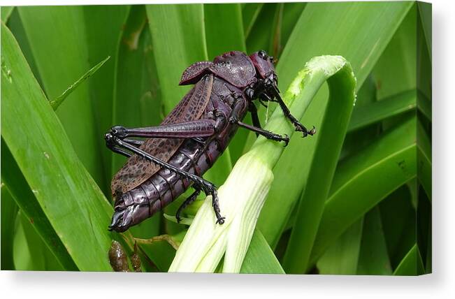  Canvas Print featuring the photograph Grasshopper by Stanley Vreedeveld