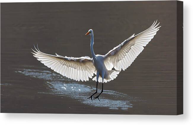 Great White Egret Canvas Print featuring the photograph Great White Egret 1 by Rick Mosher