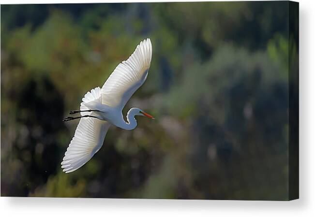 Great White Egret Canvas Print featuring the photograph Great White Egret 2 by Rick Mosher