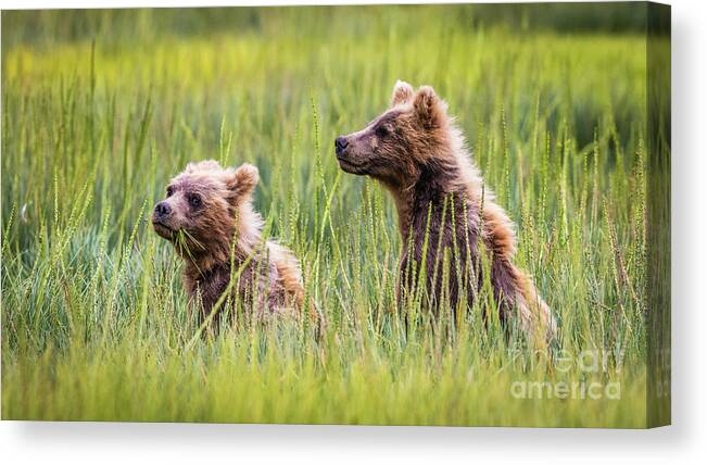 Grizzly Canvas Print featuring the photograph Grizzly cubs by Lyl Dil Creations