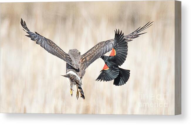 Bird Canvas Print featuring the photograph Harassment by Dennis Hammer