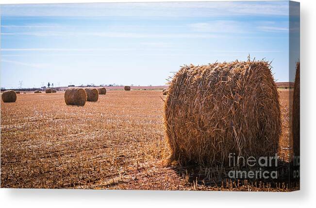 Hay Canvas Print featuring the photograph Hay Rolls by Dheeraj Mutha