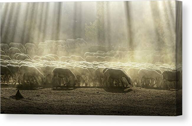 Grass; Canvas Print featuring the photograph Herd Sheep In The Forest by Deyan Georgiev