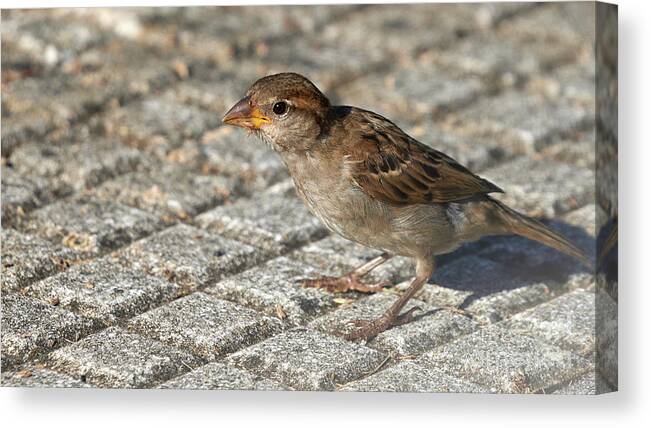 Branch Canvas Print featuring the photograph House Sparrow Female Standing by Pablo Avanzini