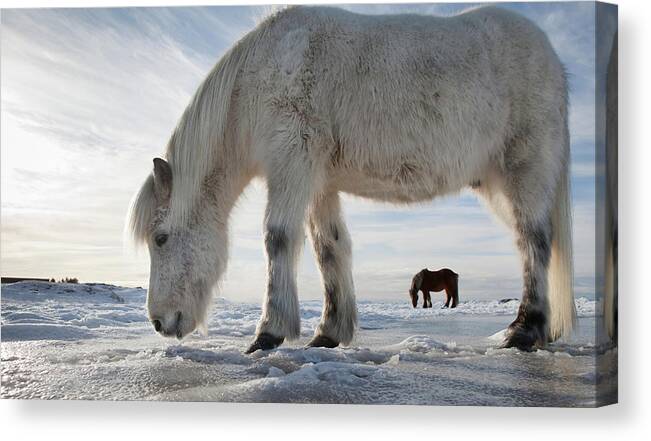 Shadow Canvas Print featuring the photograph Icelandic Horse With Winter Coat by Arctic-images