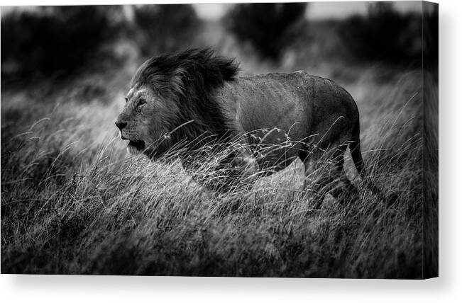 Lion Canvas Print featuring the photograph Interpid by Mohammed Alnaser