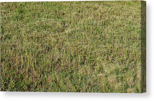 Grass Canvas Print featuring the photograph Just Cut Grass by Ivars Vilums