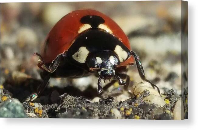 Ladybug Canvas Print featuring the photograph Ladybug Macro Photography by Delynn Addams