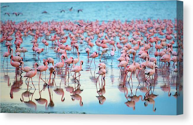 Tranquility Canvas Print featuring the photograph Lake Nakaru Flamingoes by Grant Faint