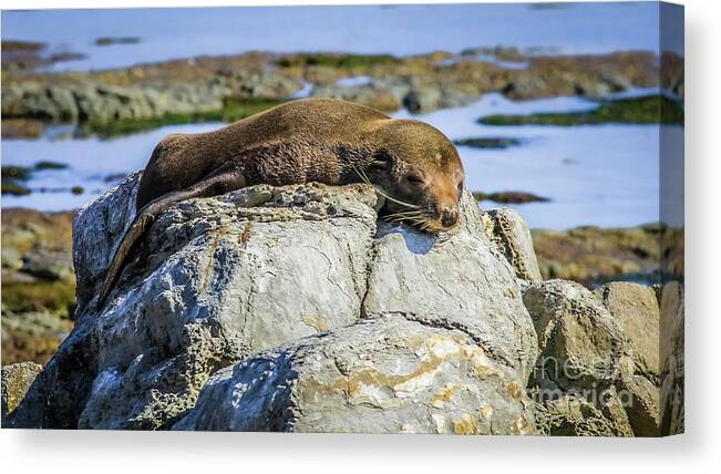 Seal Canvas Print featuring the photograph Lazy fur seal on a rock, Cape Foulwind, New Zealand by Lyl Dil Creations