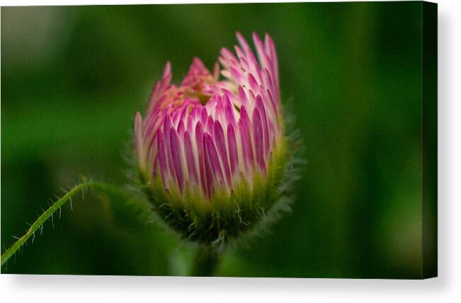 Flower Canvas Print featuring the photograph Life Energy by Ivars Vilums