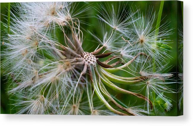 Flower Canvas Print featuring the photograph Life Works Hard by Ivars Vilums
