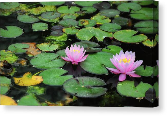 Lily Pad Bloom Canvas Print Canvas Art By Zach Frailey